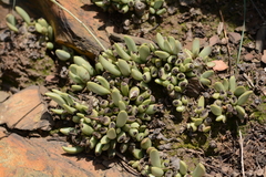 Adromischus umbraticola