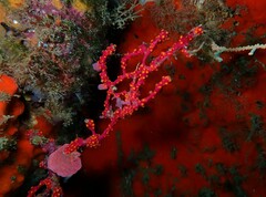 Alcyonium coralloides