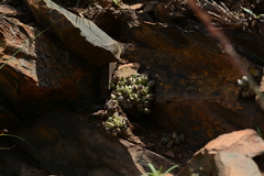 Adromischus umbraticola