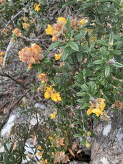 Oxylobium ellipticum