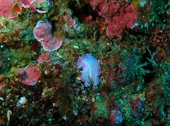 Prostheceraeus roseus