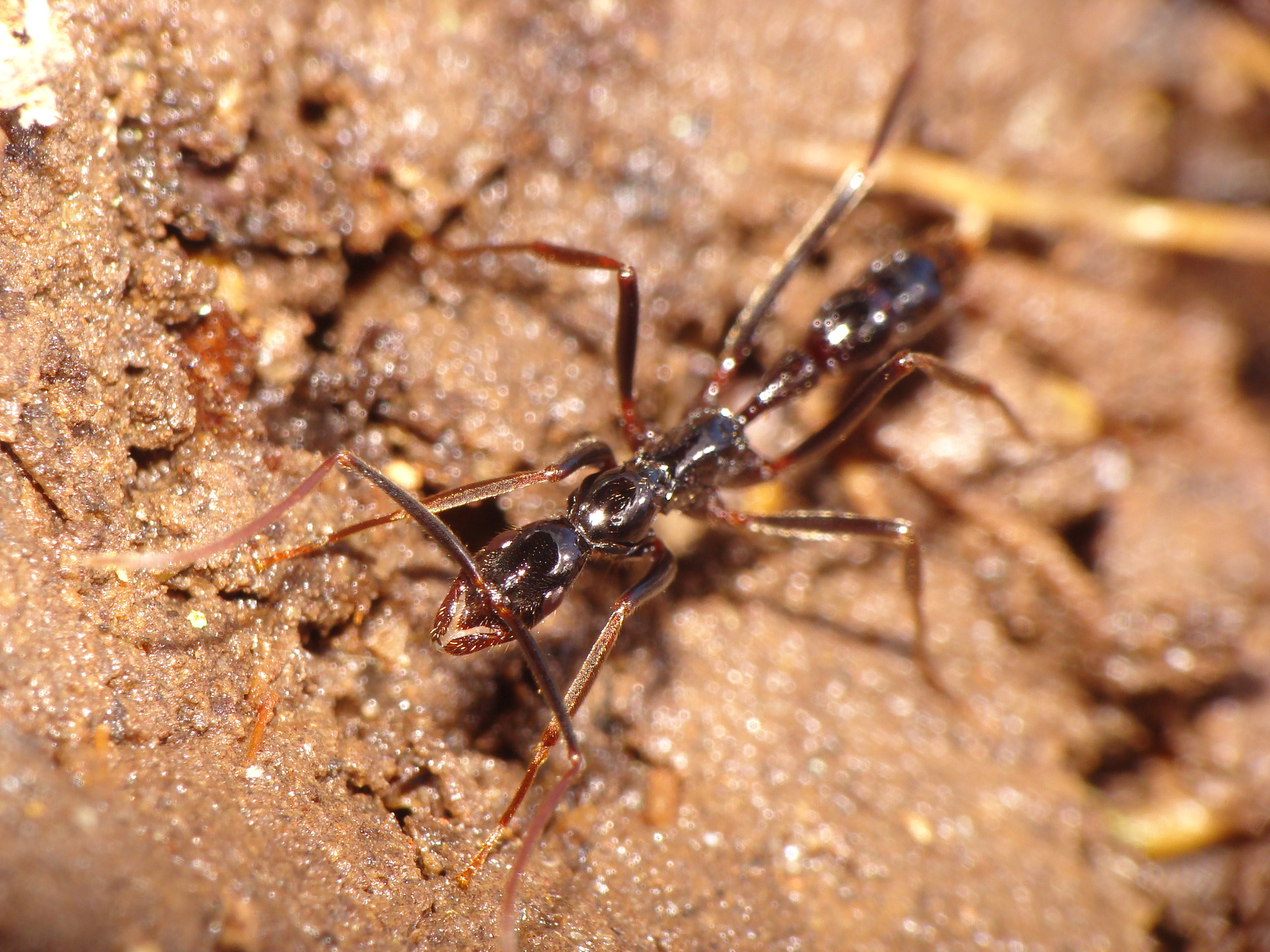 Leptogenys luederwaldti