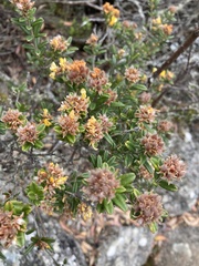 Oxylobium ellipticum