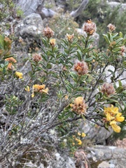 Oxylobium ellipticum