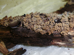 Ionomidotis irregularis