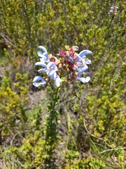 Salvia chamelaeagnea