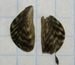 Dreissena polymorpha