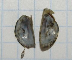 Dreissena polymorpha