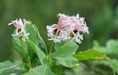 Dais cotinifolia