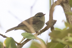 Phylloscopus trochiloides