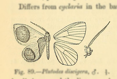 Plutodes discigera