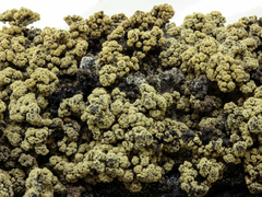 Ionomidotis irregularis