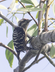 Yungipicus canicapillus