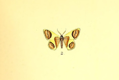 Plutodes discigera