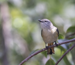 Pericrocotus cinnamomeus