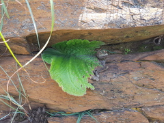 Streptocarpus vandeleurii