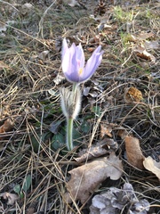 Pulsatilla grandis