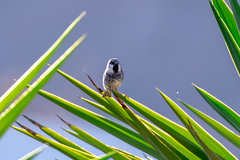 Passer hispaniolensis hispaniolensis