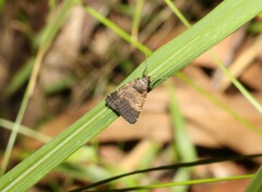Hydrillodes lentalis