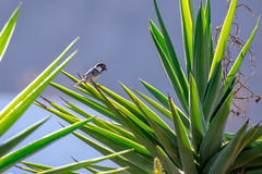 Passer hispaniolensis hispaniolensis
