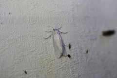 Tipanaea