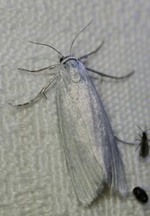 Tipanaea