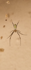 Trichonephila senegalensis