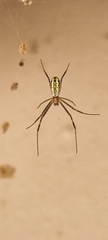 Trichonephila senegalensis