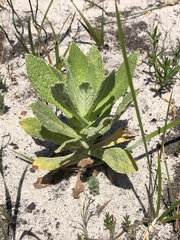 Apalochlamys spectabilis