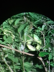 Bothriechis lateralis