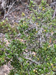 Coprosma quadrifida
