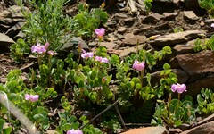 Oxalis obliquifolia