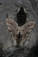 Lycia alpina