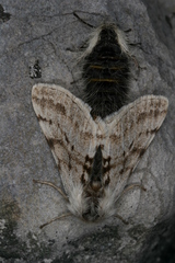 Lycia alpina