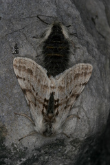 Lycia alpina