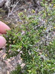 Coprosma quadrifida
