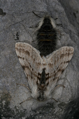 Lycia alpina