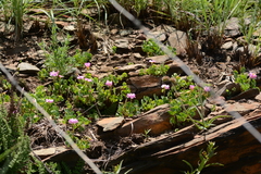 Oxalis obliquifolia