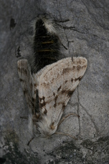 Lycia alpina