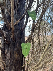 Smilax glauca