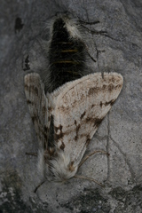 Lycia alpina