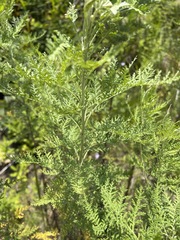Artemisia afra