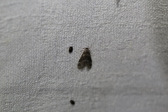 Hygraula