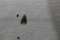 Hygraula