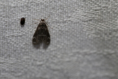 Hygraula