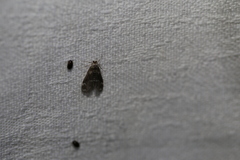 Hygraula