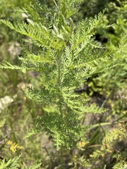 Artemisia afra