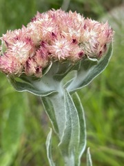 Helichrysum appendiculatum
