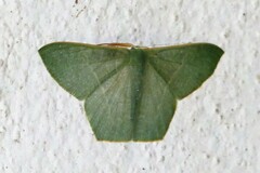 Pelagodes antiquadraria
