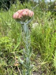 Helichrysum appendiculatum